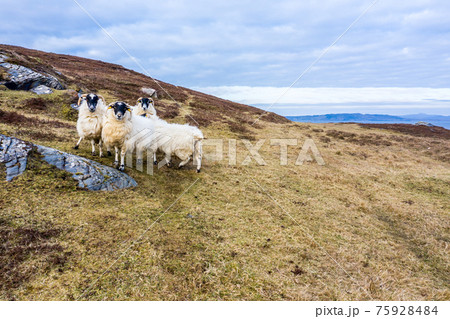 Sheep at the coastline at Dawros in County Donegal - Ireland 75928484
