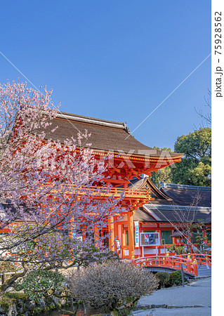 京都　春の上賀茂神社　楼門　 75928562