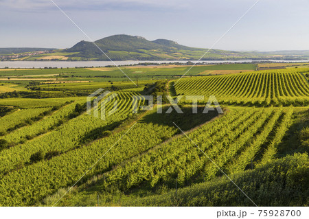 Vineyards near Nove Mlyny reservoir with Palava, Southern Moravia, Czech Republic 75928700