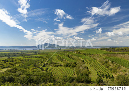 Vineyards near Nove Mlyny reservoir with Palava in Southern Moravia, Czech Republic 75928716