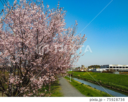 埼玉県朝霞市・黒目川桜並木 埼玉県朝霞市・黒目川桜並木 75928736