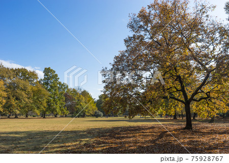 秋の野川公園広場 秋の野川公園広場 75928767