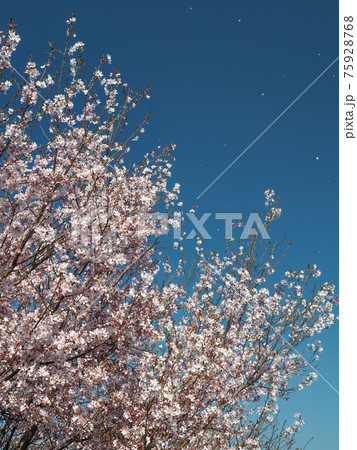 埼玉県朝霞市・黒目川桜並木 75928768
