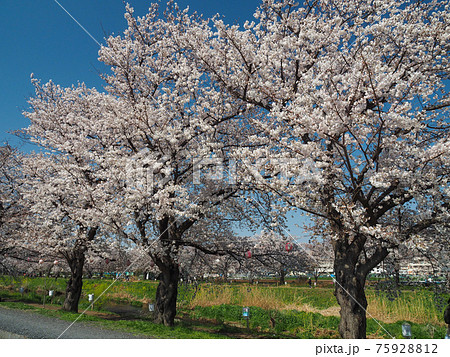 埼玉県朝霞市・黒目川桜並木 埼玉県朝霞市・黒目川桜並木 75928812