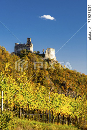 Ruins of Senftenberg, Krems-Land District, Lower Austria, Austria 75928856