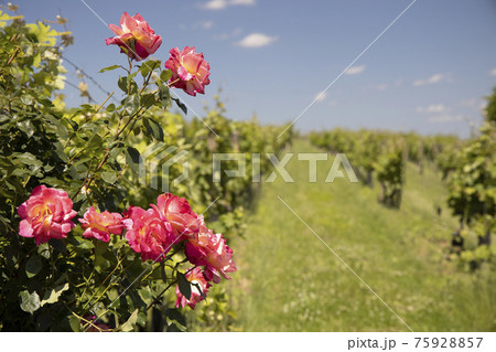 Roses in vineyard, Polesovice, Southern Moravia, Czech Republic Roses in vineyard, Polesovice, Southern Moravia, Czech Republic 75928857
