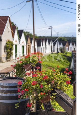 wine cellars in Villanykovesd, Villany, Hungary 75928906