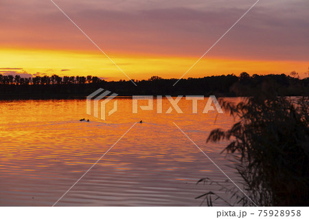 Sunset over the pond Rezabinec near Pisek town, Southern Bohemia, Czech Republic 75928958