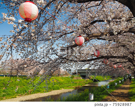 埼玉県朝霞市・黒目川桜並木 75928987