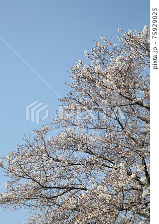 桜 桜 75929025