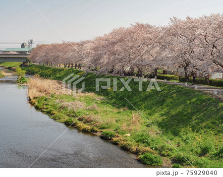 埼玉県朝霞市・黒目川桜並木 埼玉県朝霞市・黒目川桜並木 75929040