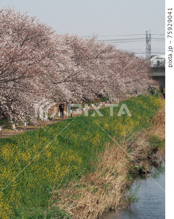 埼玉県朝霞市・黒目川桜並木 埼玉県朝霞市・黒目川桜並木 75929041