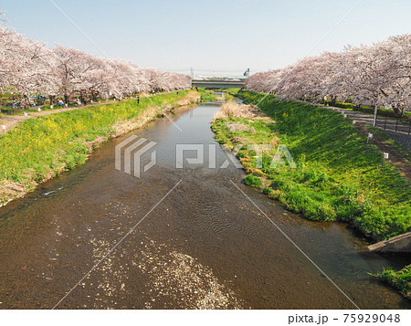 埼玉県朝霞市・黒目川桜並木 75929048