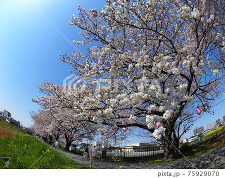 埼玉県朝霞市 黒目川桜並木の写真素材