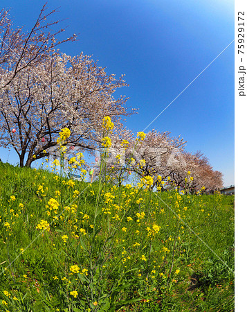 埼玉県朝霞市・黒目川桜並木 埼玉県朝霞市・黒目川桜並木 75929172