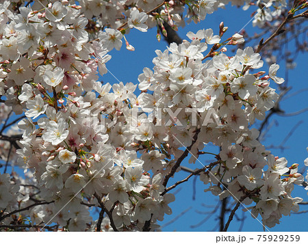 埼玉県朝霞市・黒目川桜並木 75929259