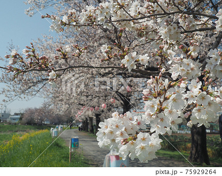 埼玉県朝霞市・黒目川桜並木 75929264