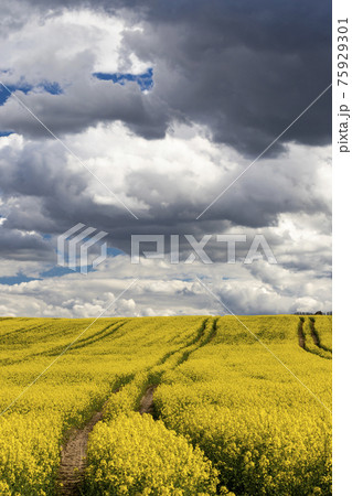 Rapeseed field in Central Bohemia, Czech Republic Rapeseed field in Central Bohemia, Czech Republic 75929301