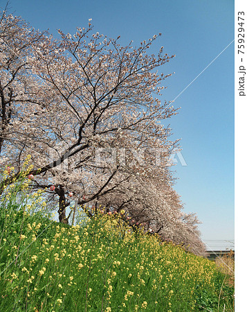 埼玉県朝霞市・黒目川桜並木 埼玉県朝霞市・黒目川桜並木 75929473