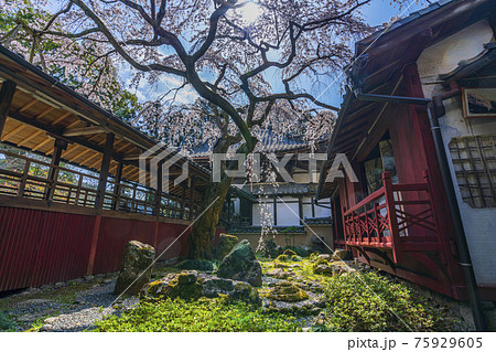 京都 春の十輪寺 京都 春の十輪寺 75929605