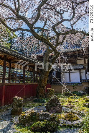 京都 春の十輪寺 京都 春の十輪寺 75929616