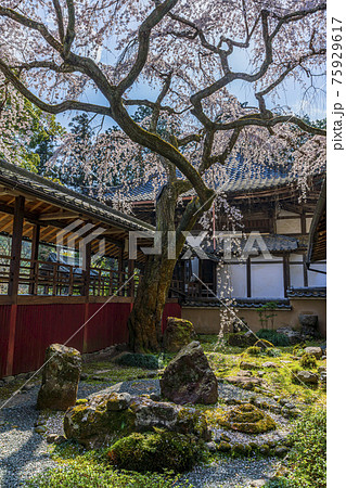 京都 春の十輪寺 京都 春の十輪寺 75929617