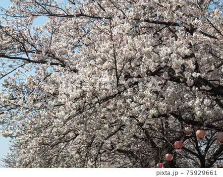埼玉県朝霞市・黒目川桜並木 75929661