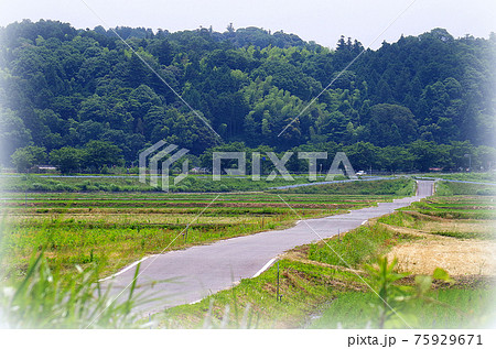 【絵画風】水田の段差に沿った階段状の農道 … 島根県 安来市（曇り） 75929671