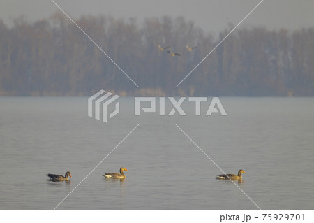 Wild goose, Lake Musov, Southern Bohemia, Czech Republic 75929701