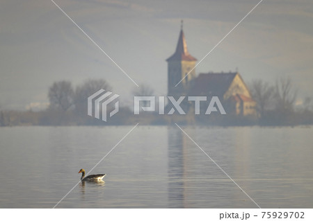 wild goose, Lake Musov with Church of St. Linhart, Southern Bohemia, Czech Republic 75929702