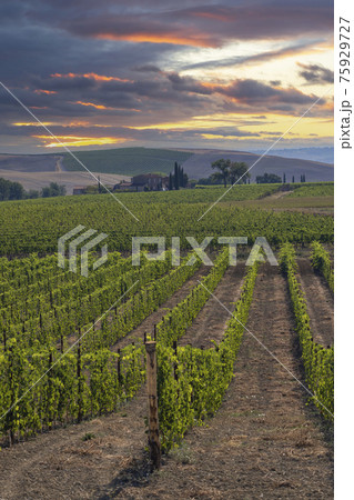 Tuscany's most famous vineyards near town Montalcino in Italy 75929727