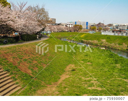 埼玉県朝霞市・黒目川桜並木 埼玉県朝霞市・黒目川桜並木 75930007