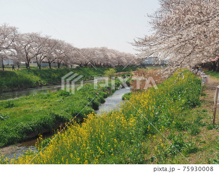 埼玉県朝霞市・黒目川桜並木 埼玉県朝霞市・黒目川桜並木 75930008