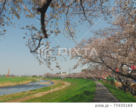 埼玉県志木市・柳瀬川桜並木 埼玉県志木市・柳瀬川桜並木 75930169