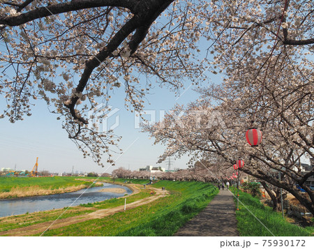 埼玉県志木市・柳瀬川桜並木 75930172