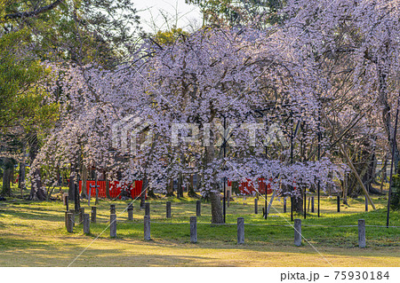 京都　上賀茂神社　御所桜　 75930184