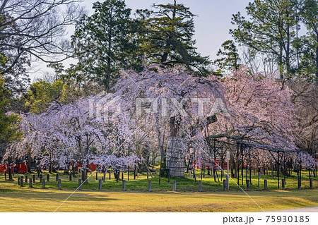 京都　上賀茂神社　御所桜　 75930185