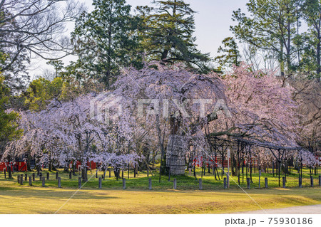 京都　上賀茂神社　御所桜　 75930186