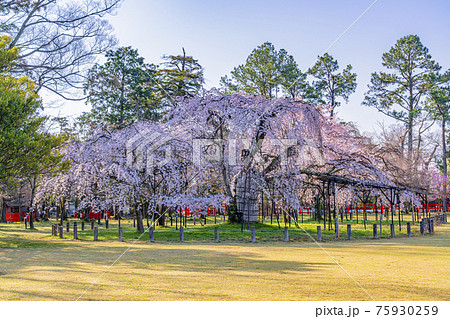京都 上賀茂神社 御所桜 京都 上賀茂神社 御所桜 75930259