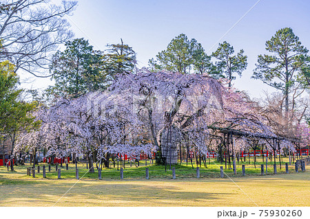 京都 上賀茂神社 御所桜 京都 上賀茂神社 御所桜 75930260