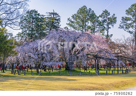 京都　上賀茂神社　御所桜　　 75930262