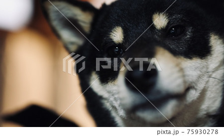 柴の子犬の癒し 75930278