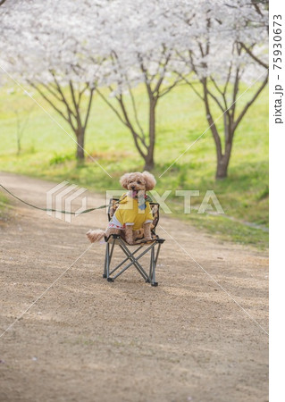 桜並木と犬 桜並木と犬 75930673