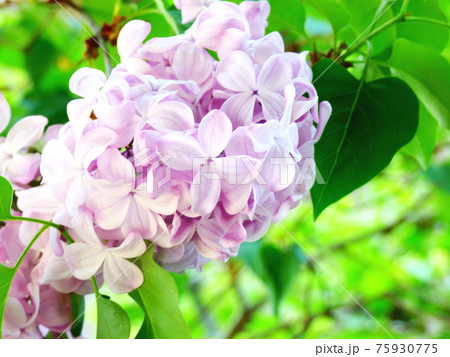 ライラックの開花 75930775