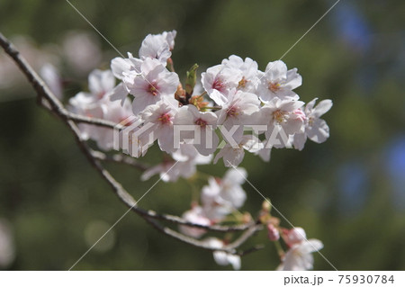 大牟田市 甘木山公園 桜、 大牟田市 甘木山公園 桜、 75930784