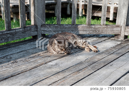 ウッドデッキでお陽さまを受けて 気持ち良さそうに昼寝するトラ猫の写真素材