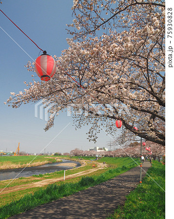 埼玉県志木市・柳瀬川桜並木 埼玉県志木市・柳瀬川桜並木 75930828
