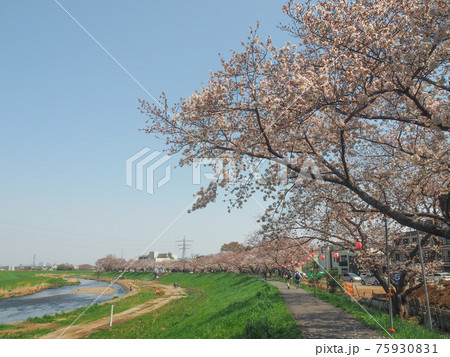 埼玉県志木市・柳瀬川桜並木 埼玉県志木市・柳瀬川桜並木 75930831