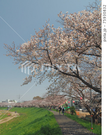 埼玉県志木市・柳瀬川桜並木 埼玉県志木市・柳瀬川桜並木 75930832