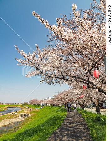 埼玉県志木市・柳瀬川桜並木 75930875